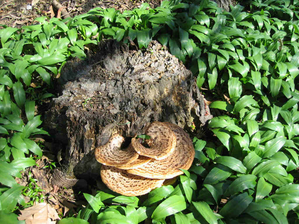 I Funghi primaverili: Polyporus squamosus